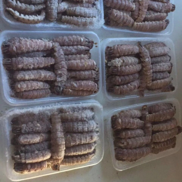 专业皮皮虾肉厂家，多款包装规格