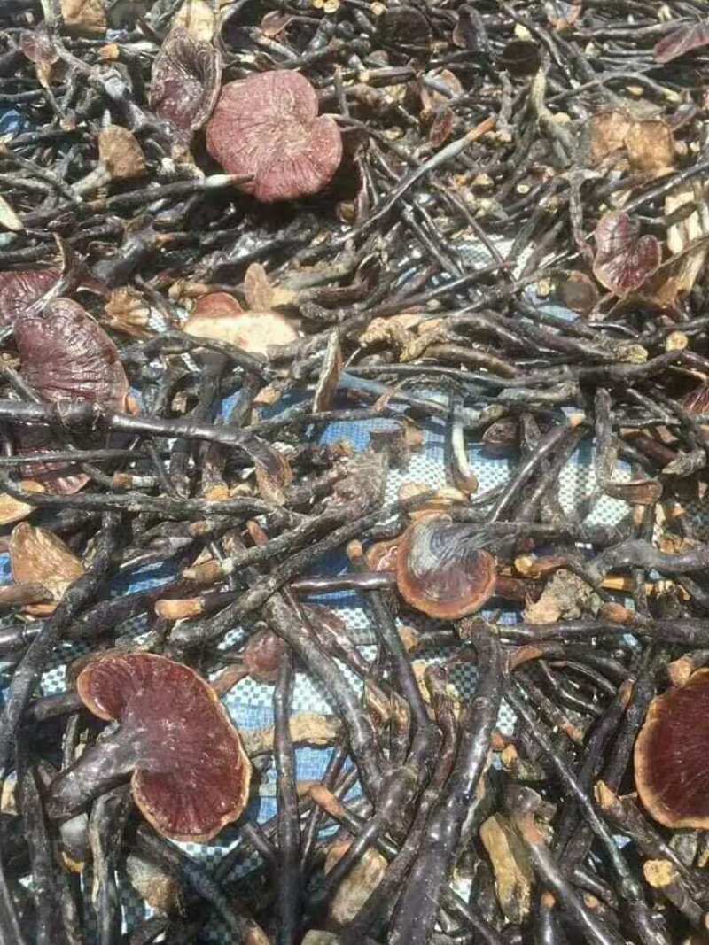 竹灵芝