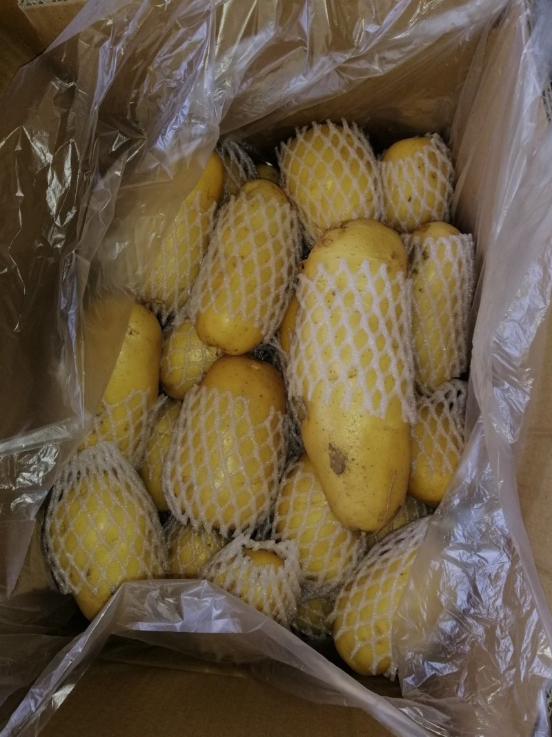 荷兰十五土豆