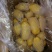 荷兰十五土豆