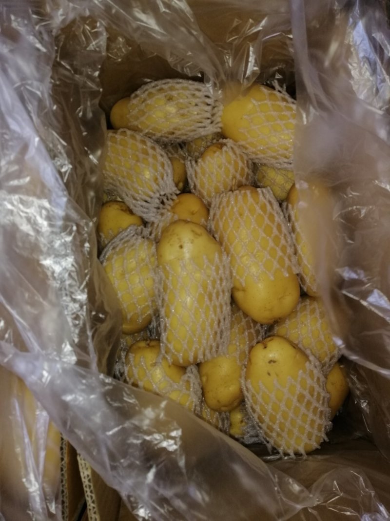 荷兰十五土豆
