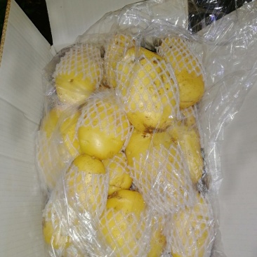 荷兰十五土豆