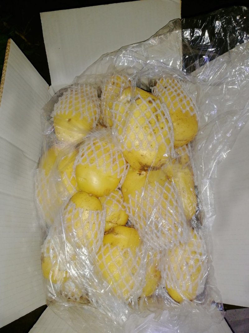 荷兰十五土豆