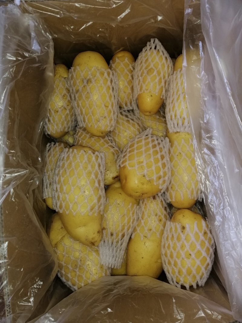 荷兰十五土豆