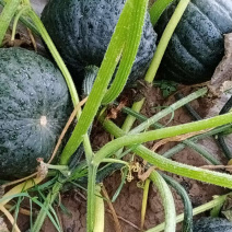 产地直销精品绿南瓜🎃，红南瓜🎃量大从优。