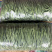 精品豆王，无丝豆，架豆王，无筋豆大量上市，新货上市，