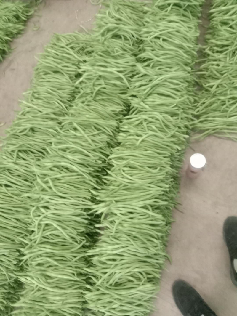 精品豆王，无丝豆，架豆王，无筋豆大量上市，新货上市，
