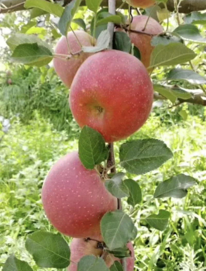 苹果树