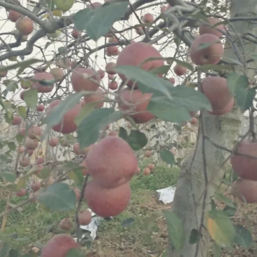 苹果树