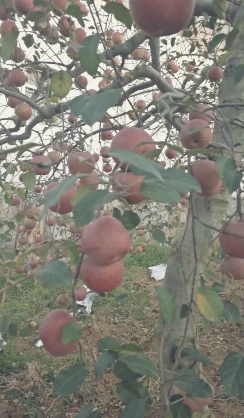 苹果树
