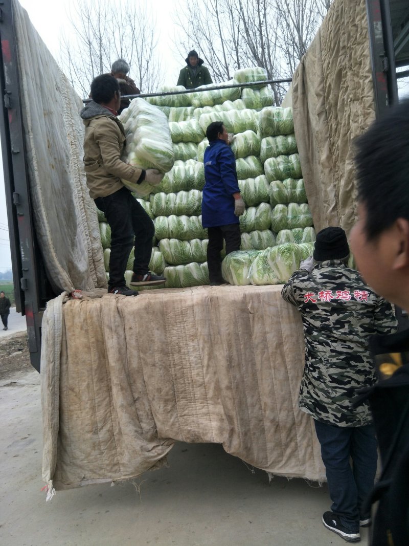 河南，南阳，矮颗黄心白菜，新野大量上市了！……5-8,斤