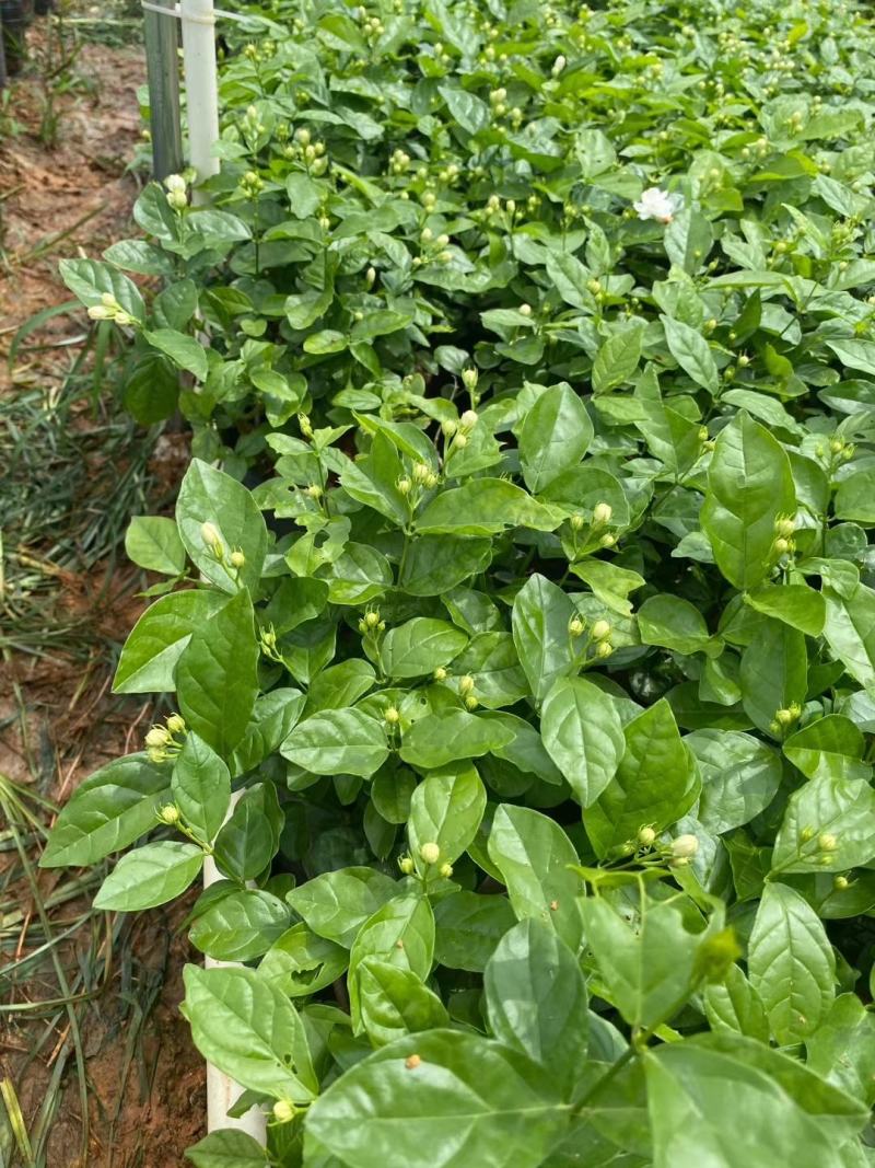 茉莉花苗，窝苗，袋苗，棵苗各种规格整车批发