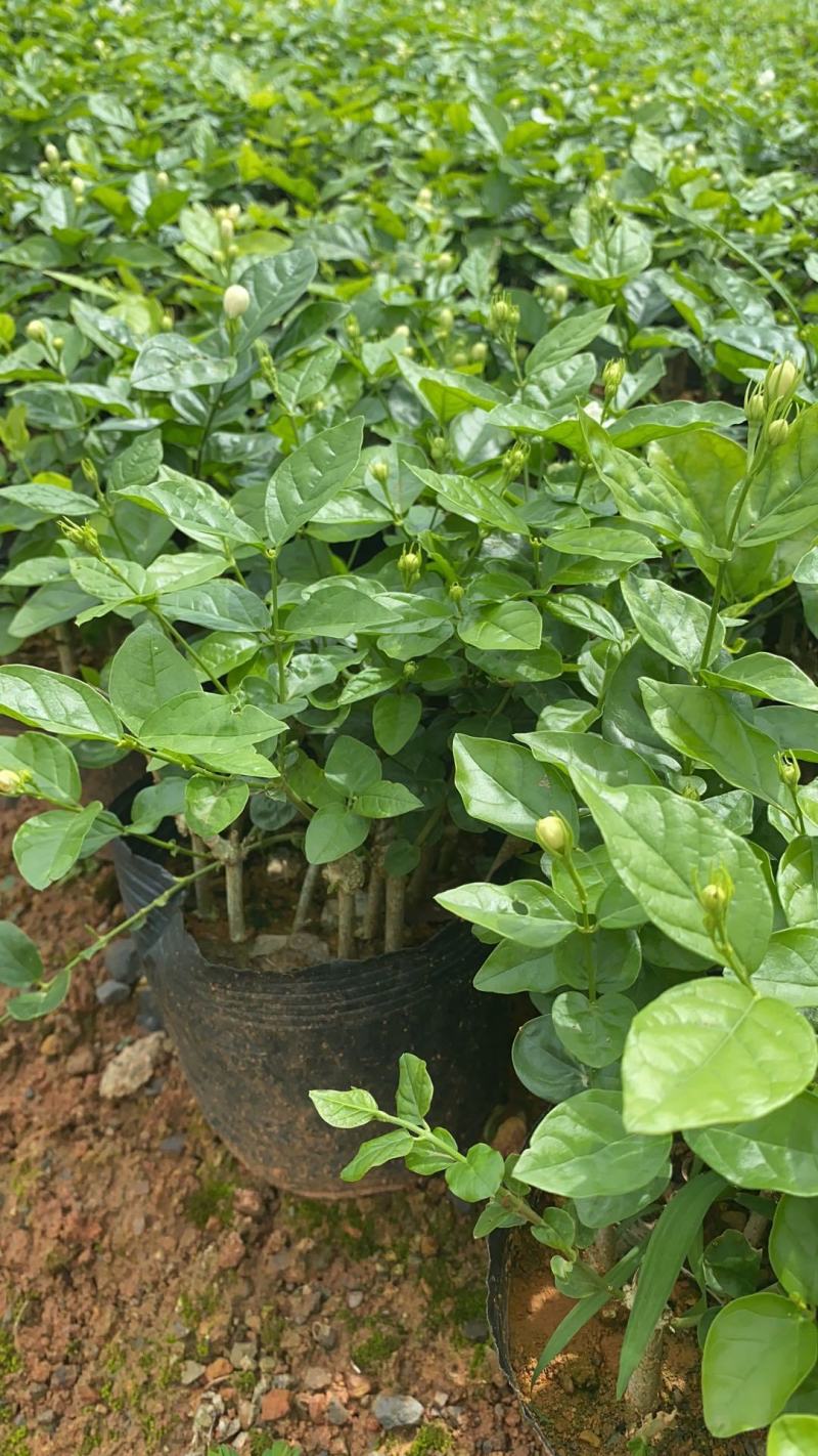 茉莉花苗，窝苗，袋苗，棵苗各种规格整车批发