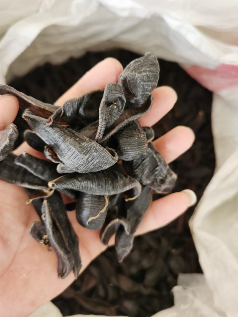 水蛭蚂蟥包邮水蛭清水吊干水蛭干各种规格等