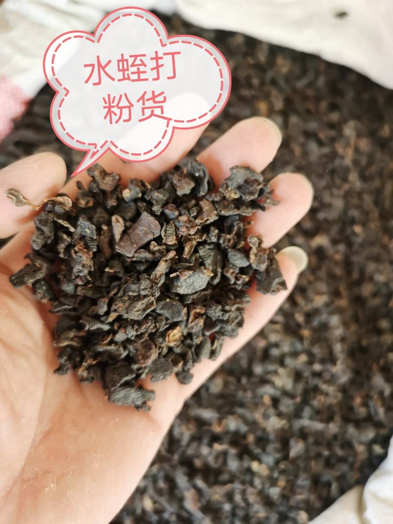 水蛭蚂蟥包邮水蛭清水吊干水蛭干各种规格等