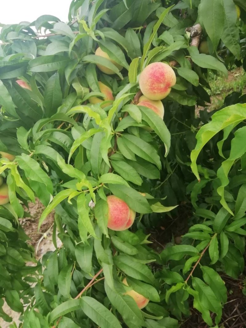 大量出售双奥红桃