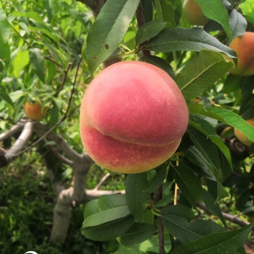 大量出售双奥红桃