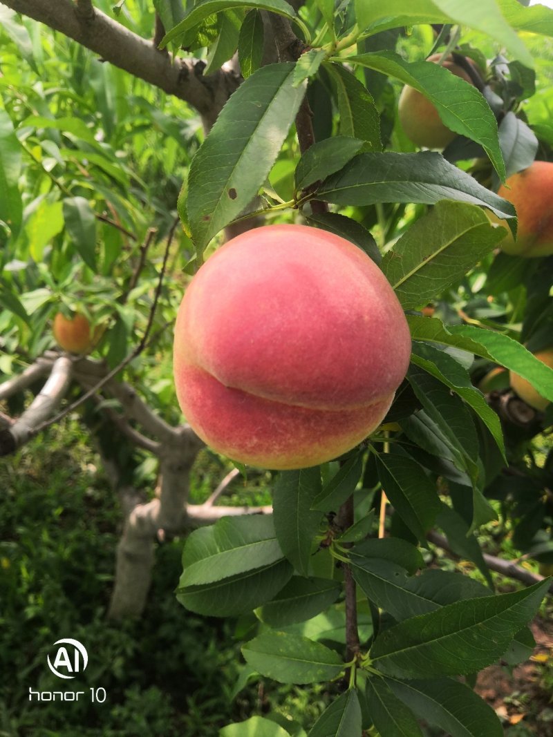 大量出售双奥红桃