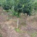 西府海棠北美海棠大冠幅规格齐全苗圃直发