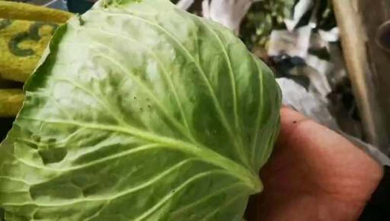 定西高原夏菜上市
