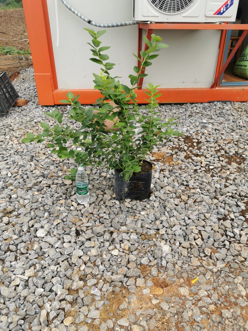 湖北聚宝蓝全机质蓝莓苗