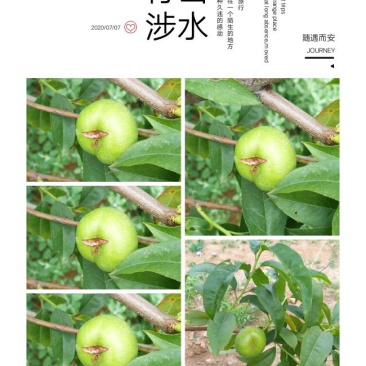 潘桃劣质果
