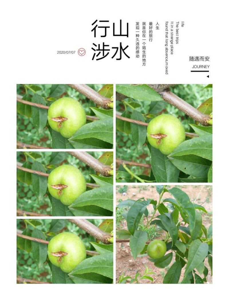 潘桃劣质果