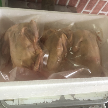 鸽子