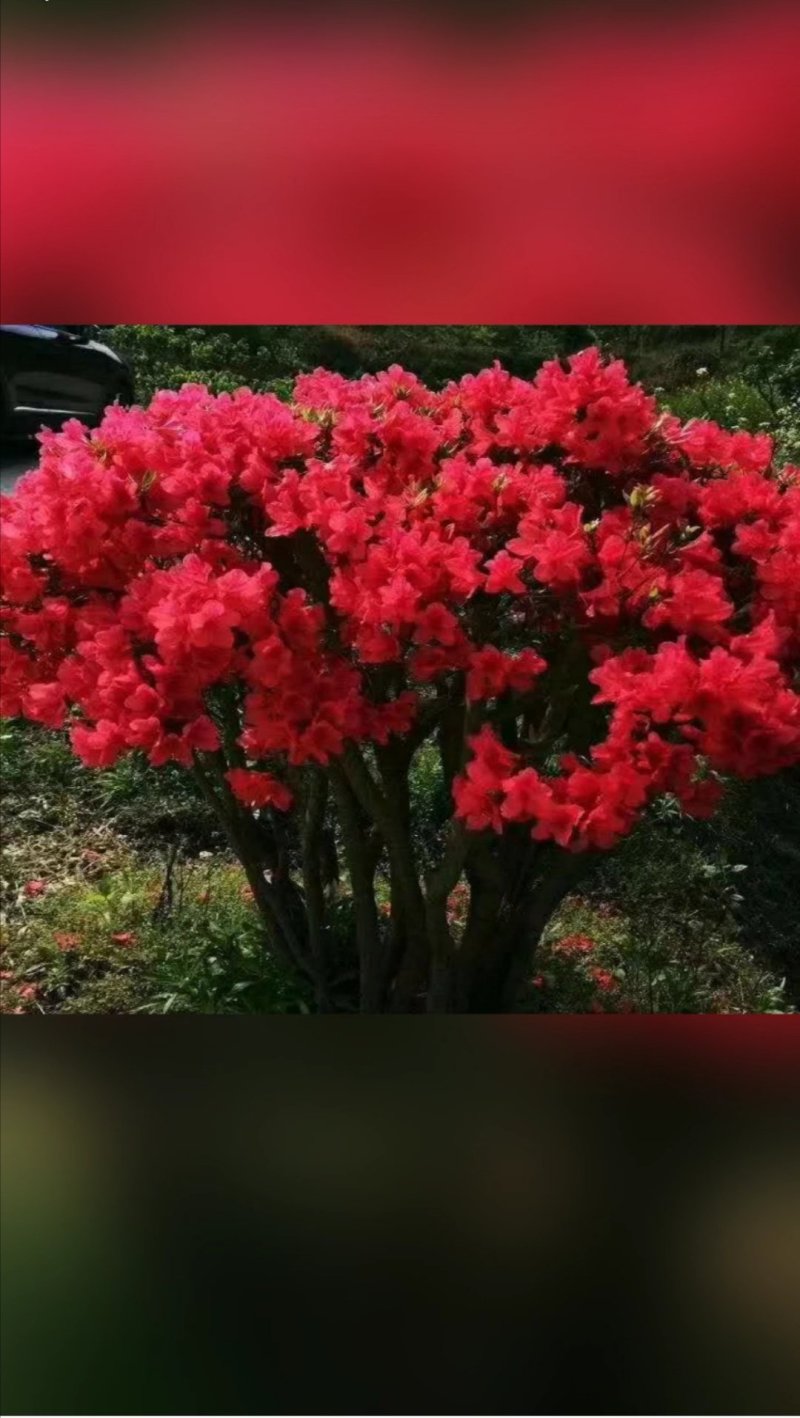 精品映山红丛林过桥都有