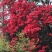 精品映山红丛林过桥都有