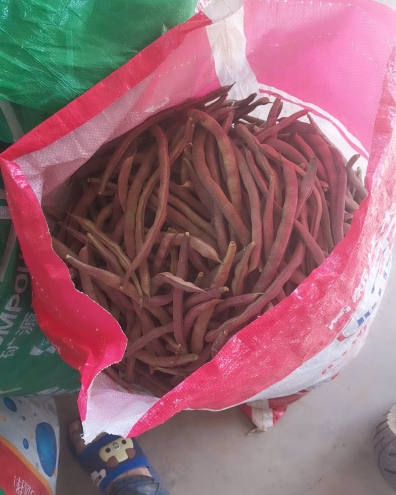 紫豆角即将