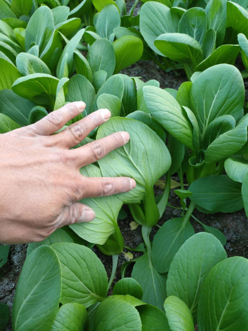 油菜--商超品质精选小青菜基地直发常年不断货