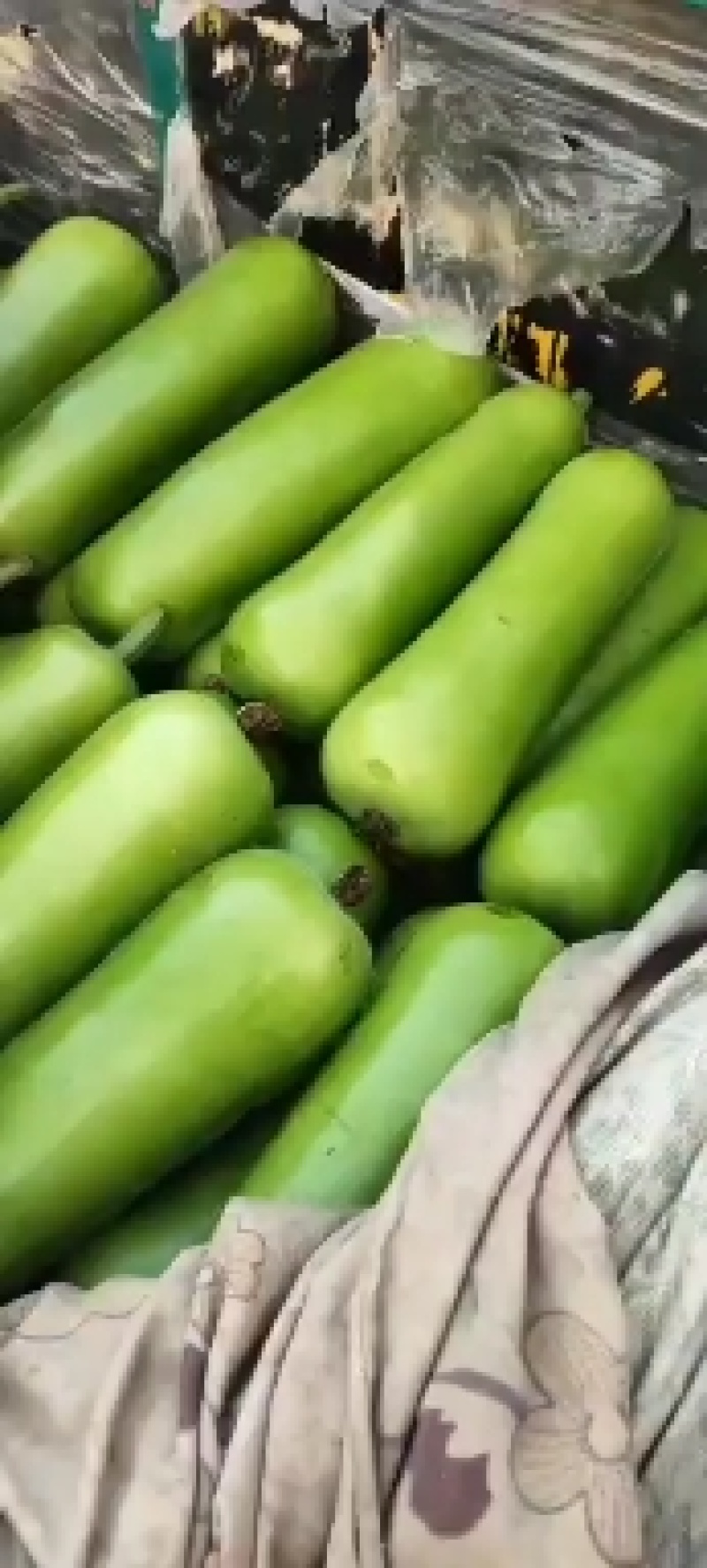 弧瓜产地直销量大从优保质保量