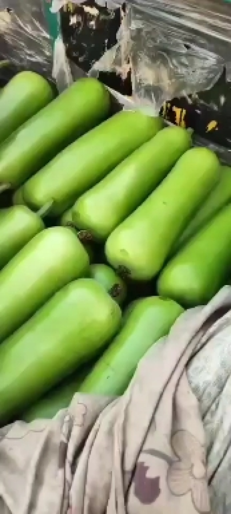 弧瓜产地直销量大从优保质保量