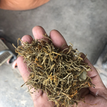 金银花2023年新货少量现货