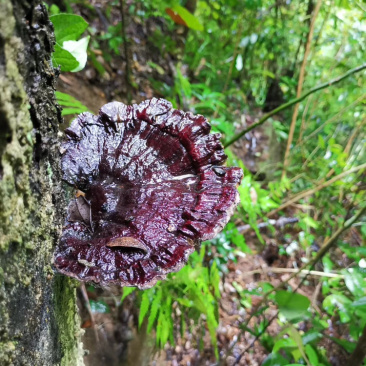 贵州深山老林野生灵芝