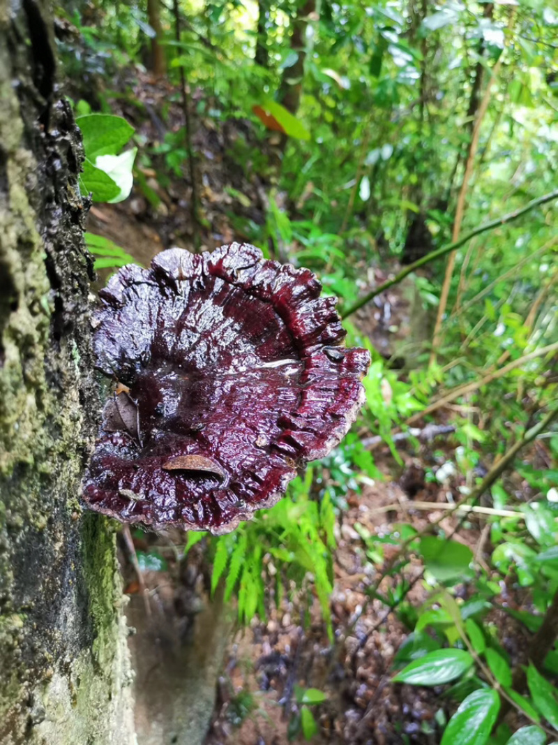 贵州深山老林野生灵芝