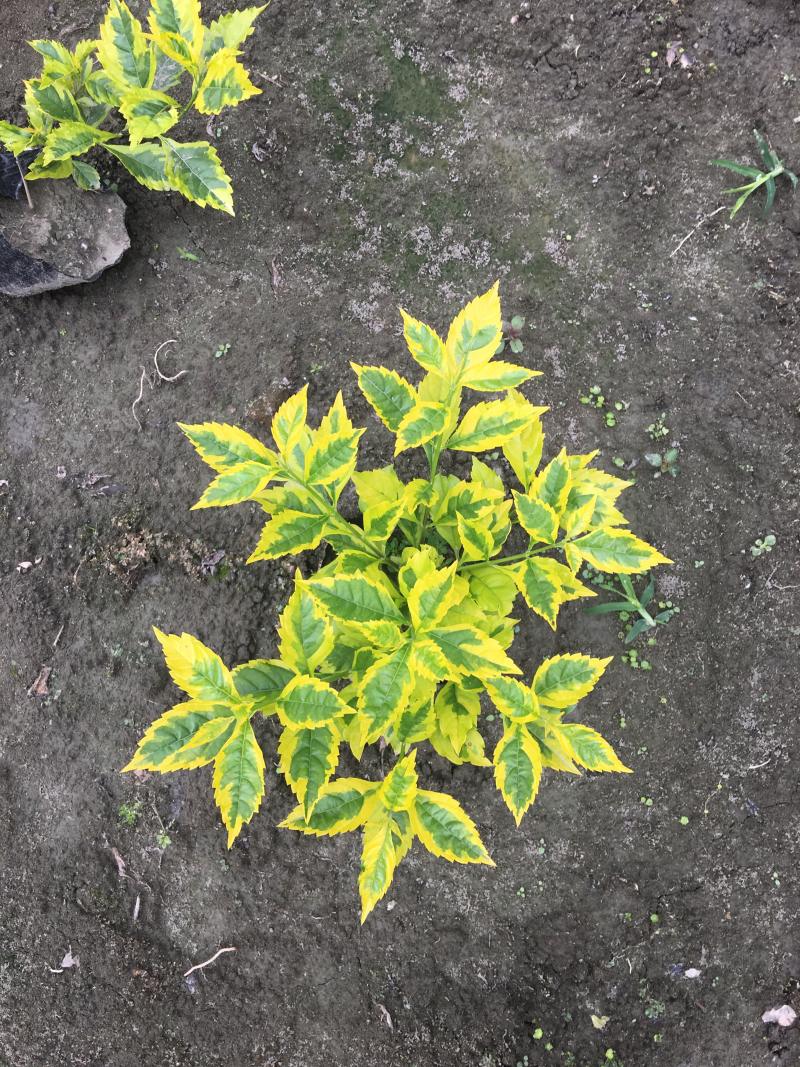 金叶假连翘花叶连翘金边连翘金叶连翘大杯
