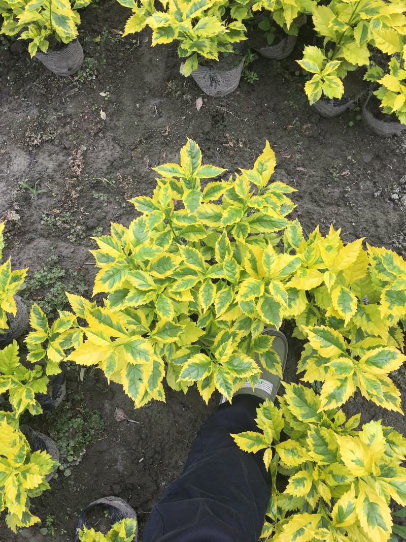 金叶假连翘花叶连翘金边连翘金叶连翘大杯