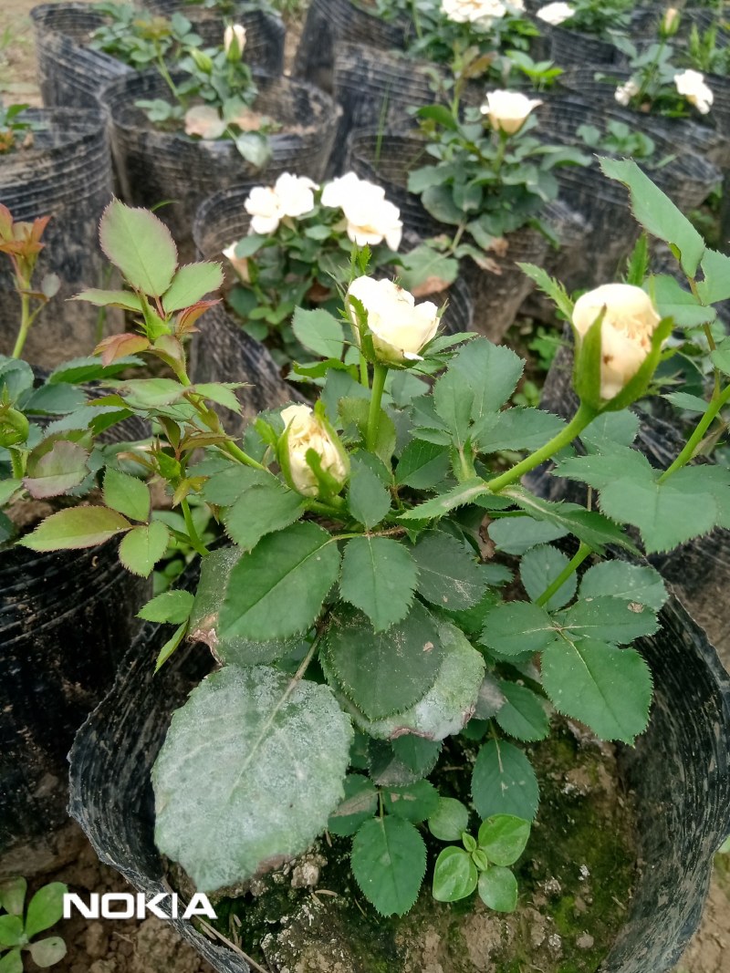 玫瑰花盆栽鲜花，康乃馨鲜花