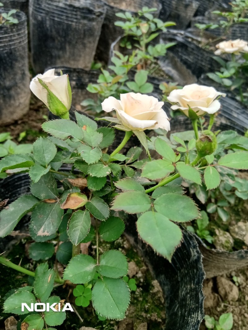 玫瑰花盆栽鲜花，康乃馨鲜花