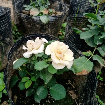 玫瑰花盆栽鲜花，康乃馨鲜花