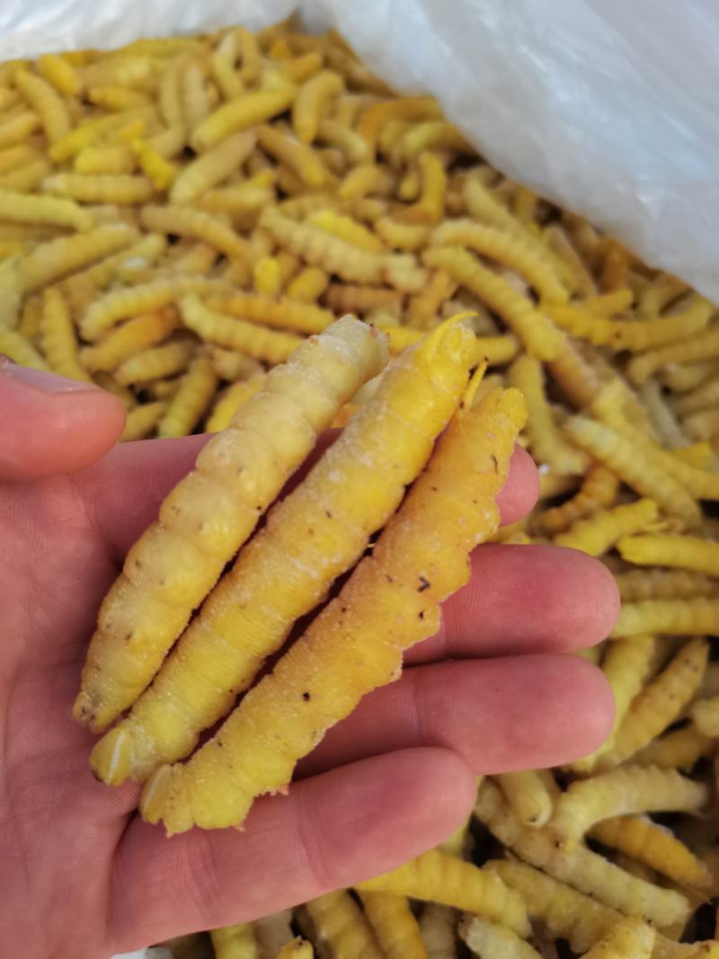 大量供应速冻豆虫，保证质量，个大黄多，单冻包鲜
