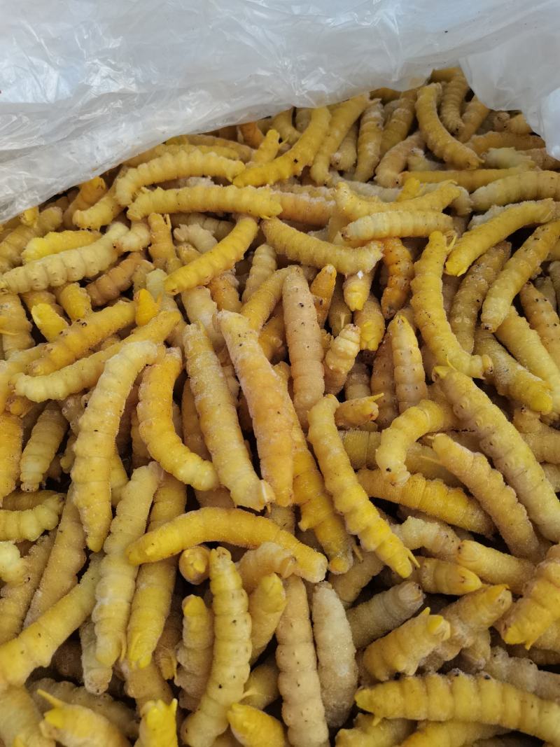 大量供应速冻豆虫，保证质量，个大黄多，单冻包鲜