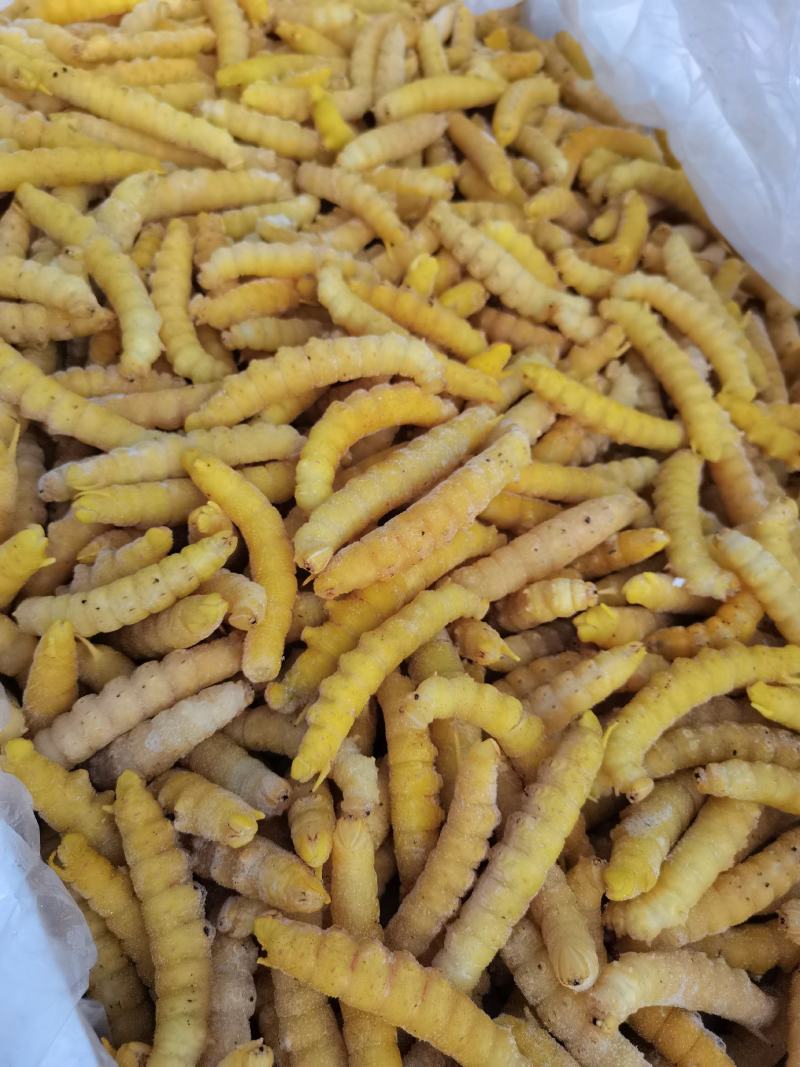 大量供应速冻豆虫，保证质量，个大黄多，单冻包鲜
