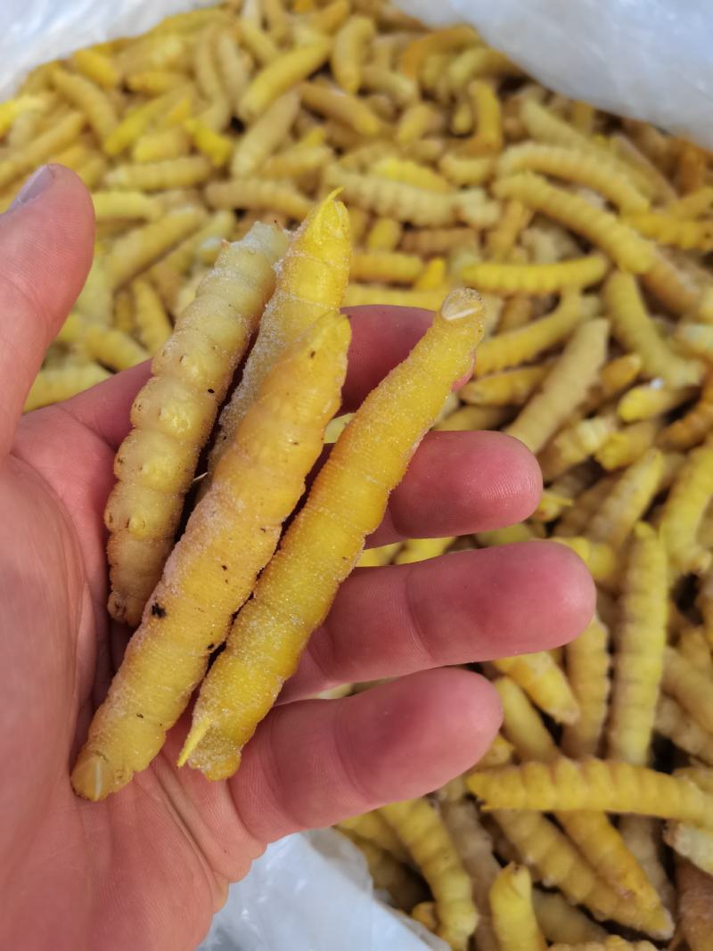 大量供应速冻豆虫，保证质量，个大黄多，单冻包鲜