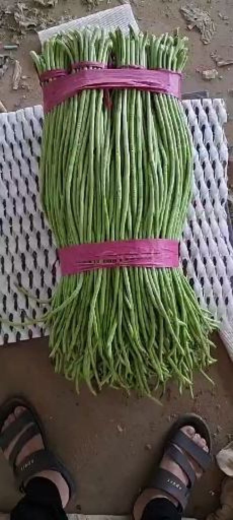 【新鲜豇豆】河北豇豆脆豇豆大量上市价格优惠欢迎咨询