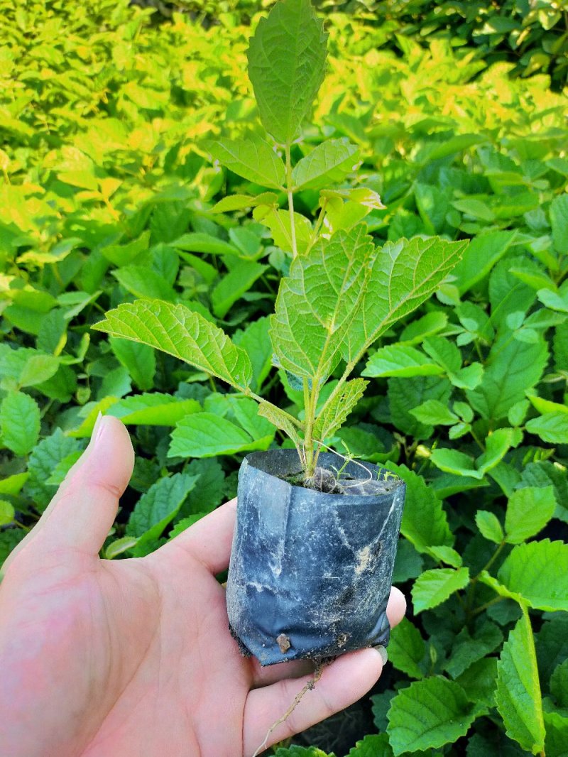 黄花，多花风铃木苗，营养袋苗