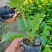 黄花，多花风铃木苗，营养袋苗