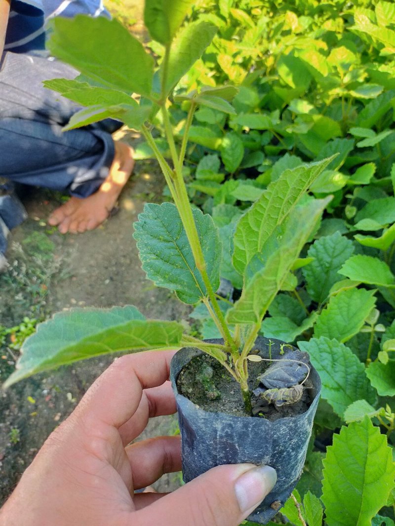 黄花，多花风铃木苗，营养袋苗
